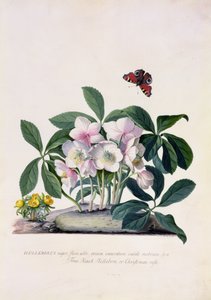 Karácsonyi rózsa (Helleborus niger) és téli akonit (Eranthis hyemalis) (guache pergamen) alkotó: Georg Dionysius Ehret